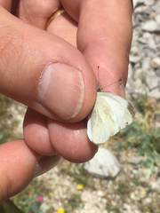 Pieris ergane