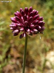 Allium phanerantherum