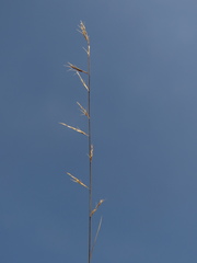 Bouteloua americana