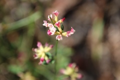Acmispon cytisoides