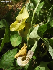 Aristolochia paecilantha