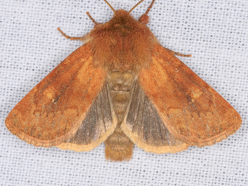 iNaturalist observation photo of Resapamea innota