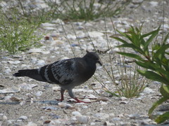 Columba livia