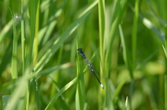 Coenagrion pulchellum