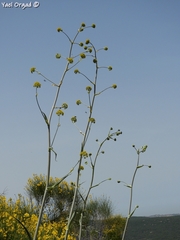 Ferula tingitana