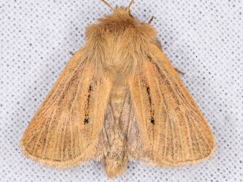 iNaturalist observation photo of Tufted Sedge Moth