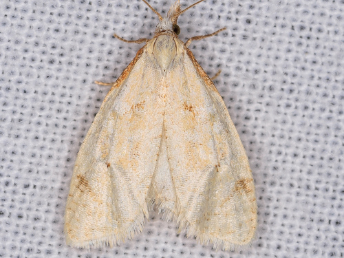 iNaturalist observation photo of Phtheochroa aegrana