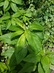 Magnoliopsida
