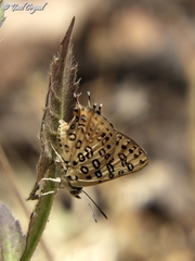 Cigaritis cilissa