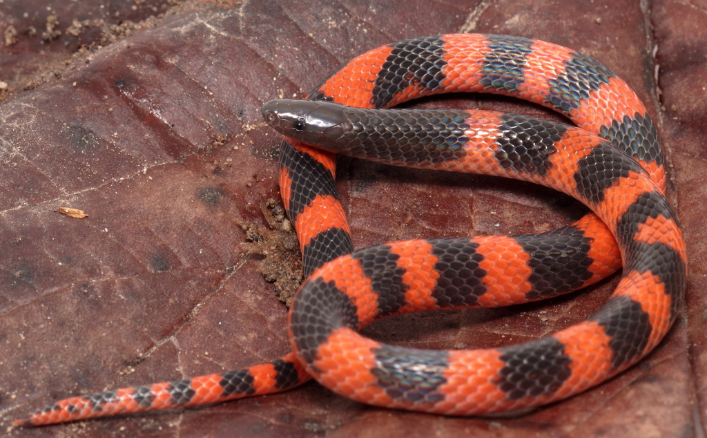 Loranca's Earth Snake
