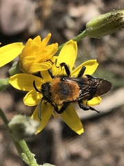 Melecta