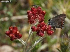Helichrysum sanguineum