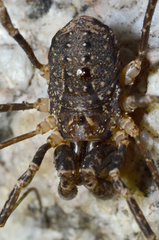 Protolophus rossi
