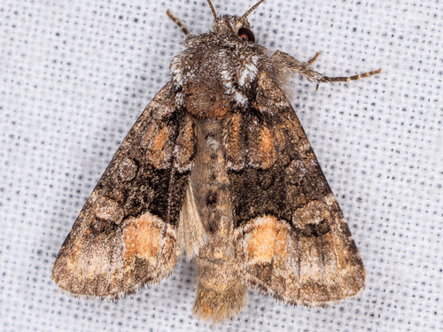 iNaturalist observation photo of Red-spot Polia Moth