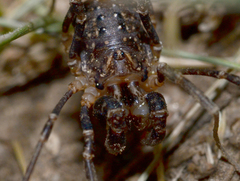 Protolophus rossi