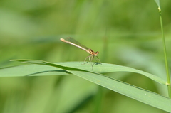 Platycnemis pennipes
