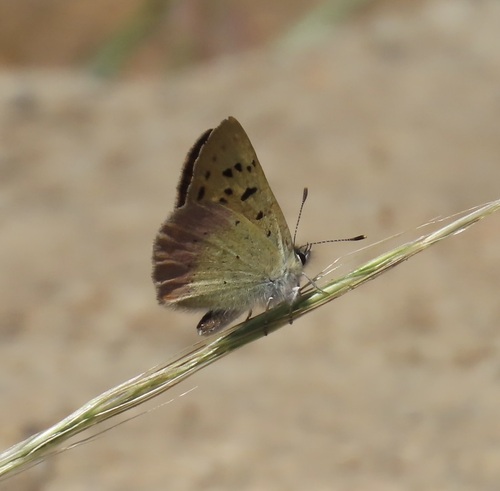Lilac-bordered Copper photo 4