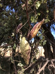 Pentarrhinum insipidum