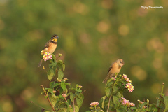 Ploceus benghalensis