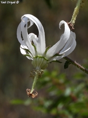 Michauxia campanuloides