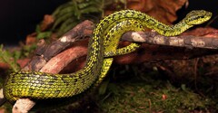 Black-Speckled Palm Pit Viper photo 4