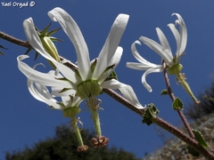 Michauxia campanuloides