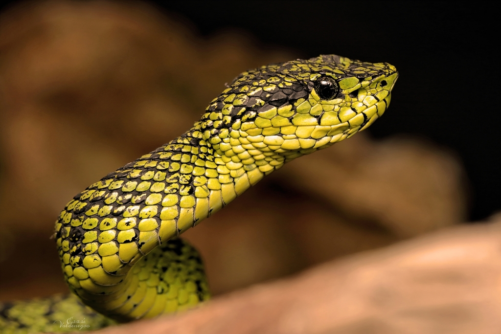 Black-Speckled Palm Pit Viper