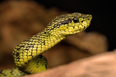 Black-Speckled Palm Pit Viper photo 1