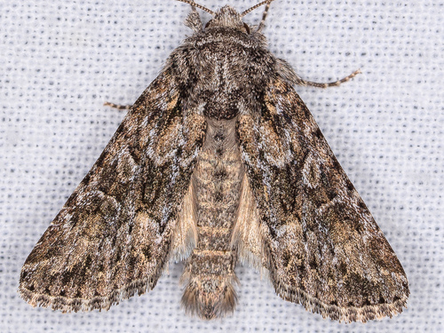 iNaturalist observation photo of Cutworm Moths and Allies