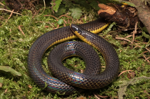 Photo of a Godman's Earth Snake (Geophis godmani)