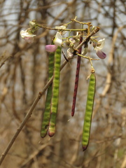 Coursetia ferruginea
