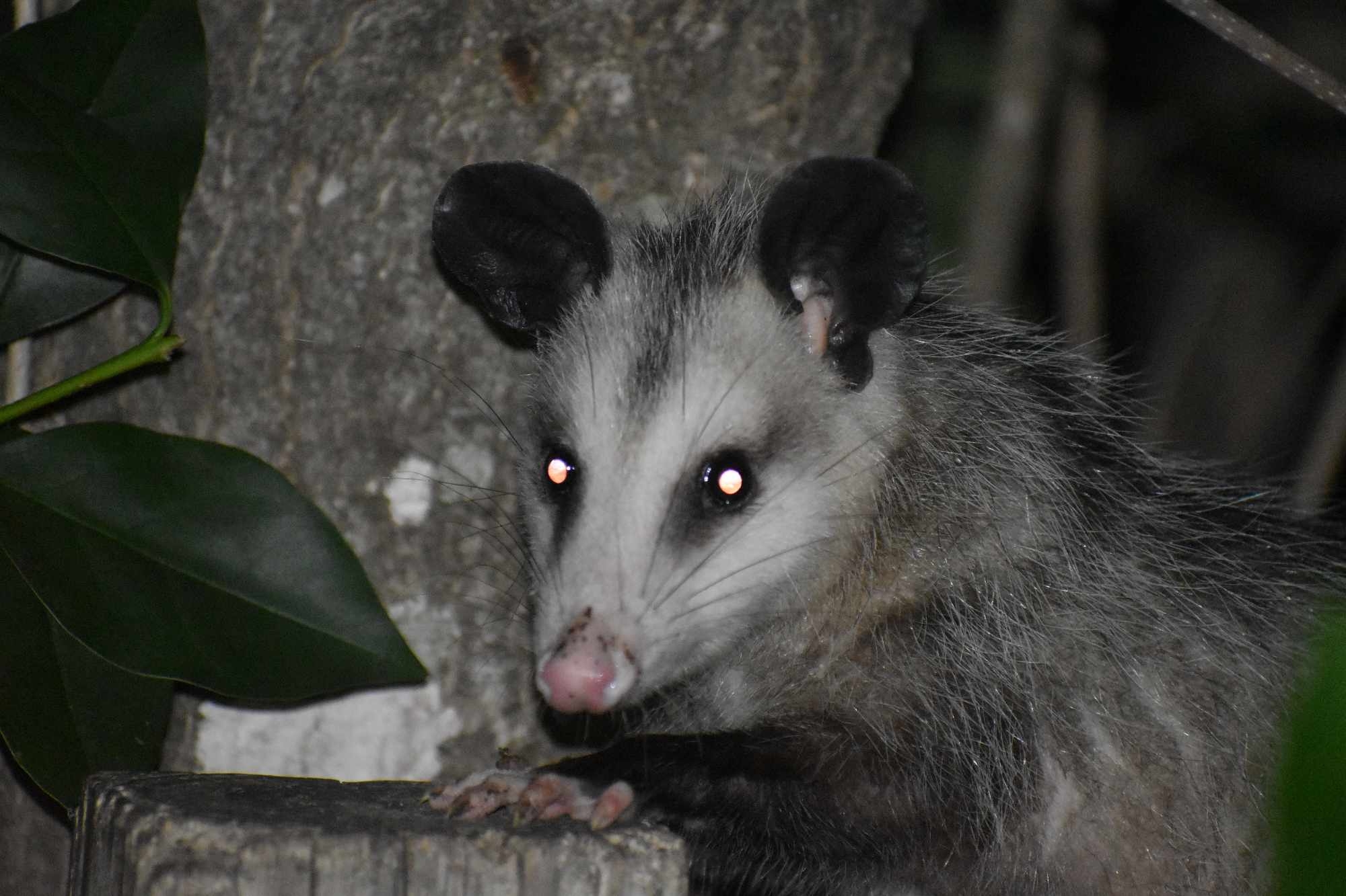 Didelphis virginiana<br>25 July, 2024