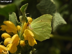 Phlomis viscosa