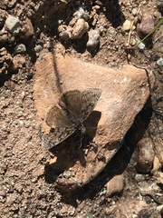 Erynnis telemachus