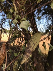 Pentarrhinum insipidum