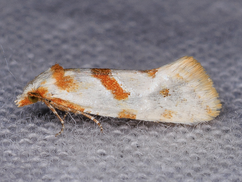 iNaturalist observation photo of Smeathmann's Aethes Moth