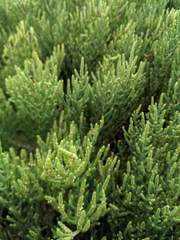 Arthroceras subterminale