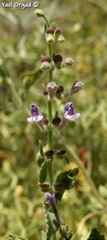 Scutellaria brevibracteata