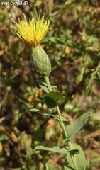Klasea cerinthifolia