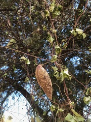 Pentarrhinum insipidum