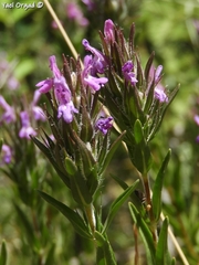 Thymbra spicata