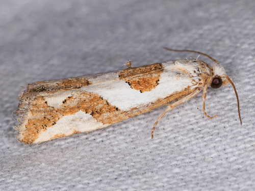 iNaturalist observation photo of Pelochrista laticurva