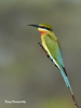 Blue-tailed Bee-Eater - Photo (c) Vijay Vanaparthy, some rights reserved (CC BY), uploaded by Vijay Vanaparthy