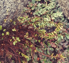 Pellaea bridgesii image