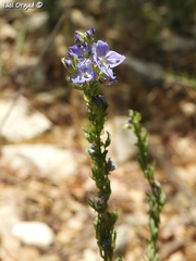 Veronica leiocarpa