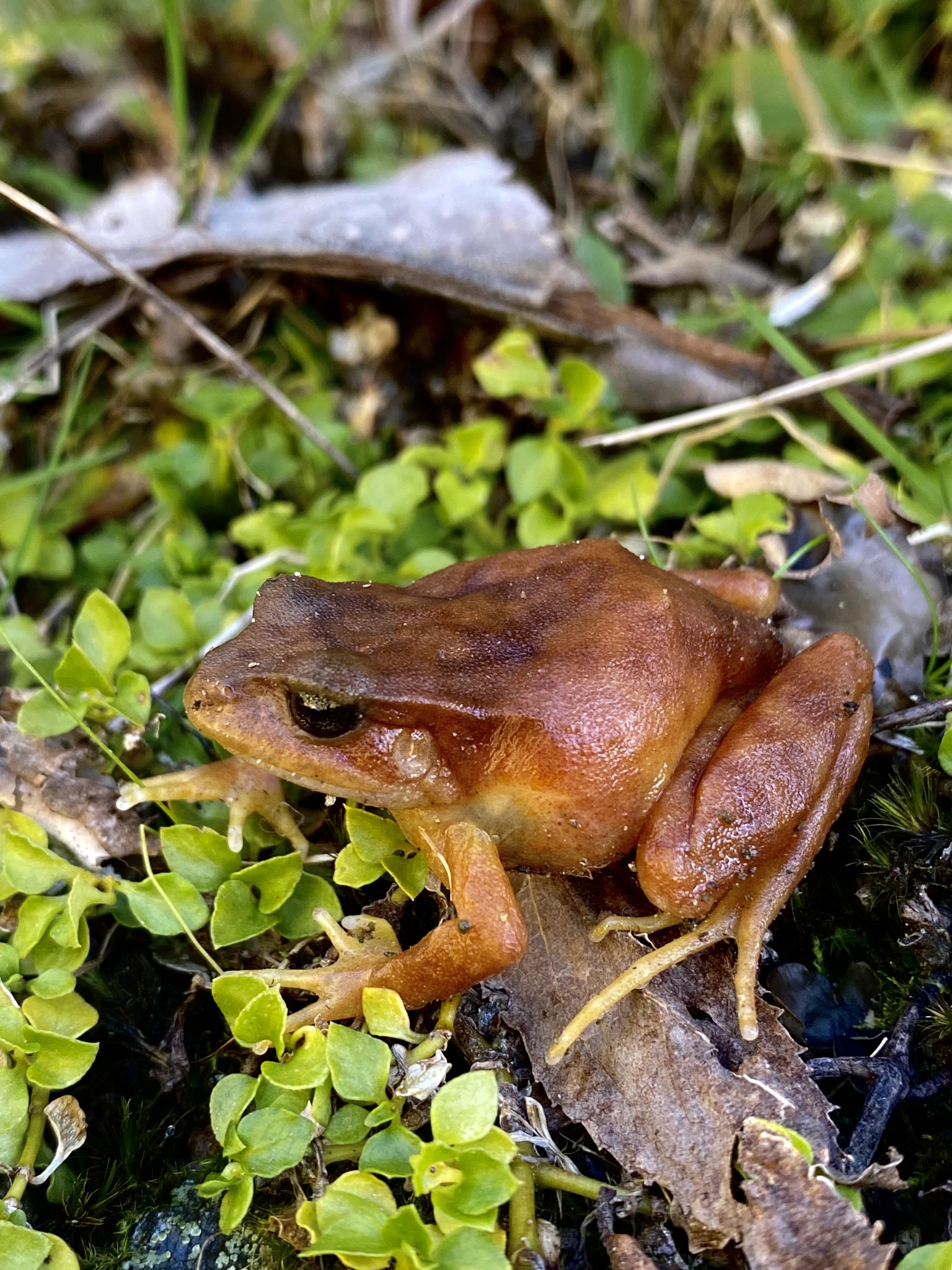 Eupsophus altor Nuñez, Rabanal & Formas, 2012