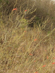 Dicliptera sexangularis