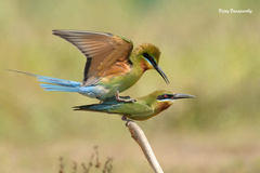 Blue-Tailed Bee-Eater photo 5