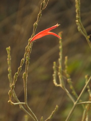 Dicliptera sexangularis