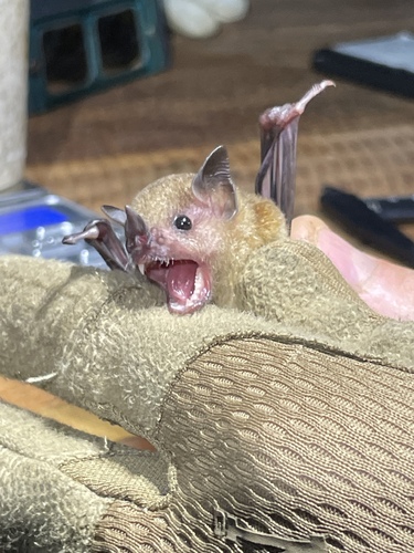 Gianna's Yellow-shouldered Bat